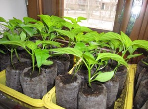Выращивание баклажанов в горшочках