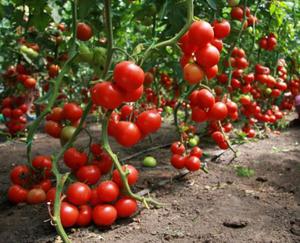 Выращивание помидоров в теплице 