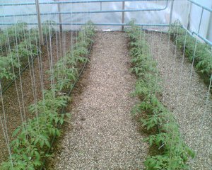 Выращивание помидоров 