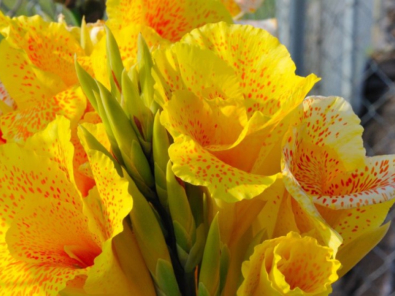 Канна - Фото цветов
