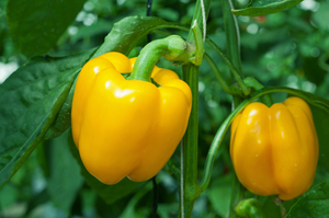 Как вырастить желтый болгарский перец