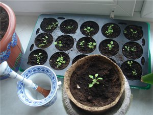 Посев семян петунии