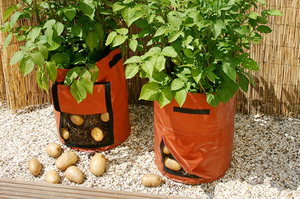 Как правильно выращивать картошку в мешке