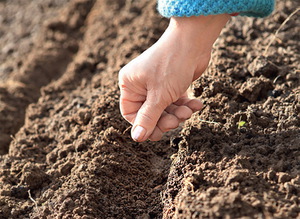 Почва для посадки