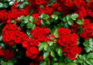 Ярко красная полиантовая роза