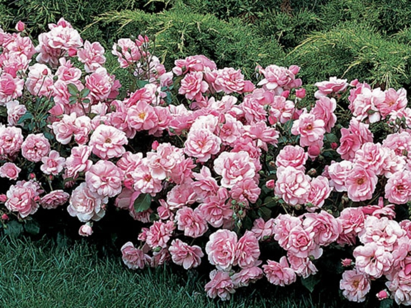 Сорт полиантовой розы