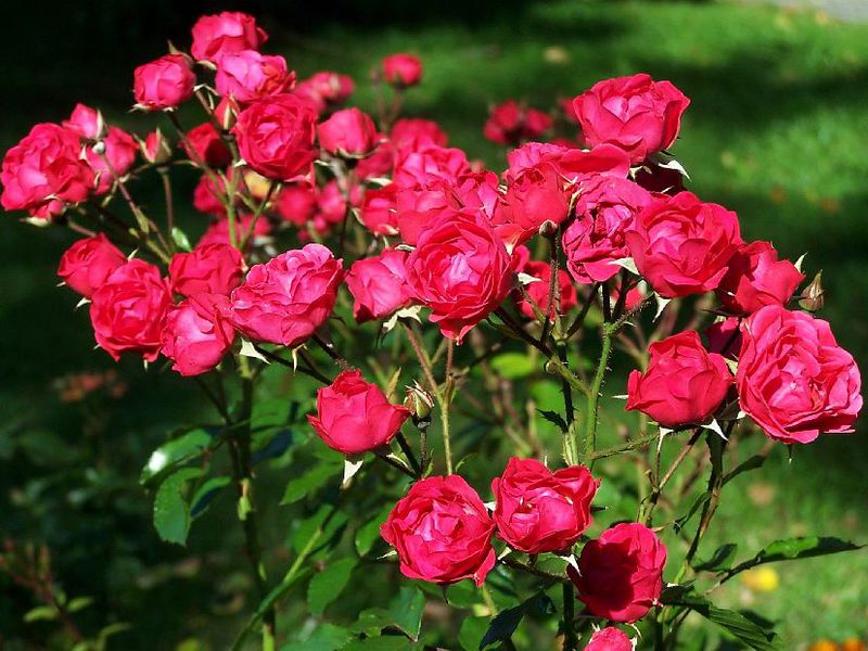 Роза полиантовая на грядке