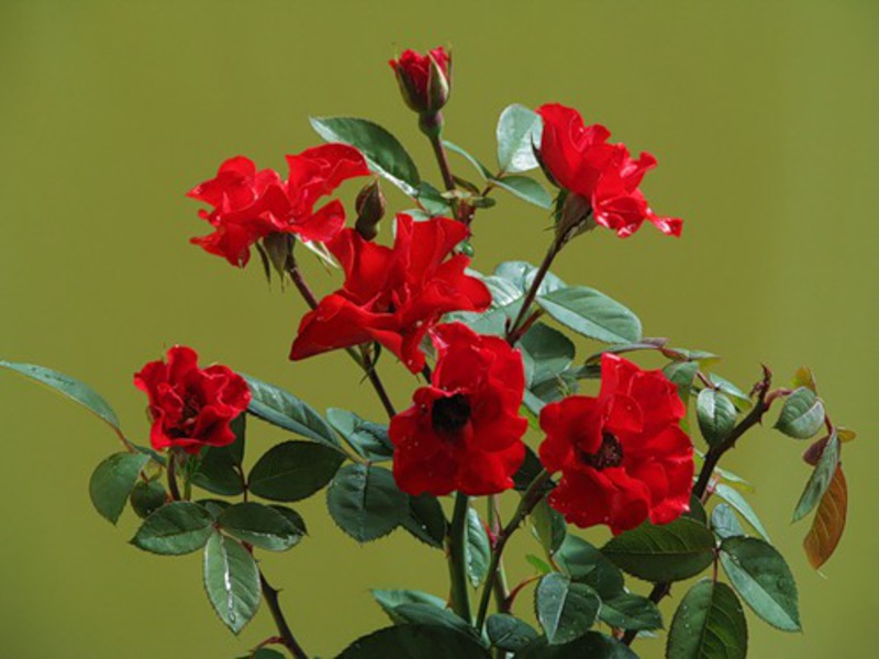 Вид полиантовой розы