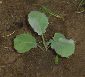 Советы специалистов как правильно высадить рассаду капусты в открытый грунт