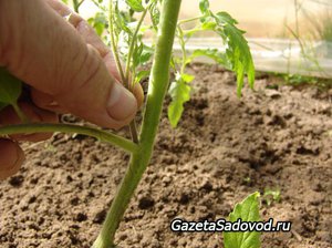 Безрассадный способ выращивания помидор