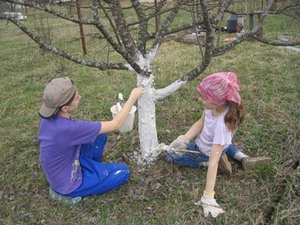 Белим стволы яблонь весной