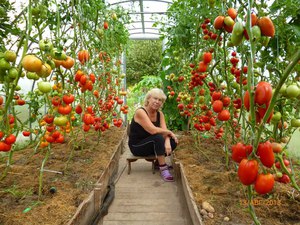 Советы по выращивание помидоров