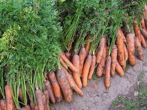 Правила посадки моркови