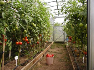 Советы по уходу за томатами в теплице