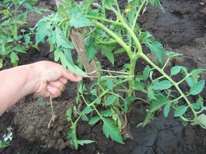Выращивание помидоров в теплице: видео