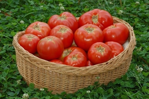 Удобрение для помидор