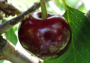 Вид вишни чернокорки