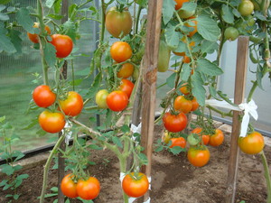 Подвязанные помидоры