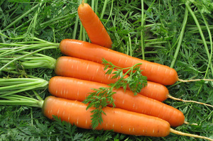 Как садить морковь?