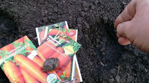 Посев семян моркови