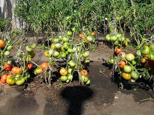 Описание сортов помидор для открытого грунта