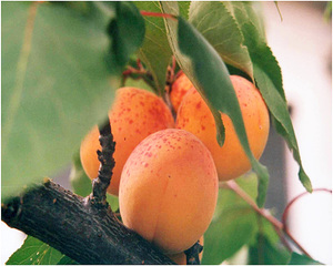 Общее описание выращивания абрикоса