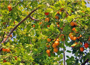 Советы садоводов каким способом можно вырастить абрикос