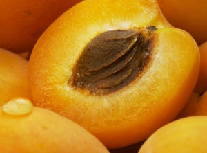 Особенности выращивания дерева абрикоса из косточки