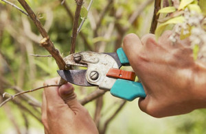 Описание способов удобрения и ухода за абрикосовыми деревьями
