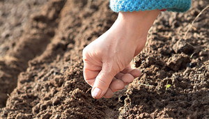 Рекомендации как правильно подготовить почву и сеять петрушку