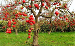 Описание правильной обрезки плодоносящих старых яблонь