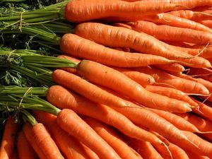 Вид моркови