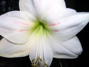 Амариллис красивый цветок