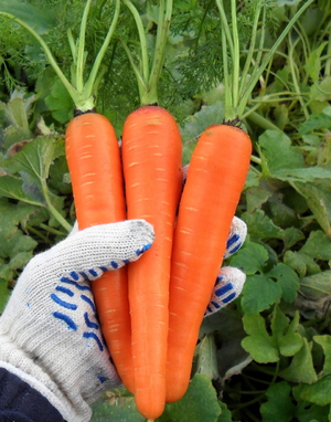 Красивая морковь