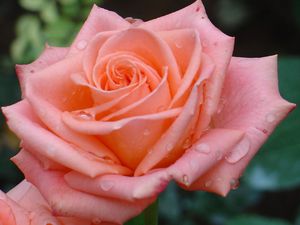 Красивая роза грандифлора