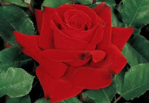 Роза marcel pagnol