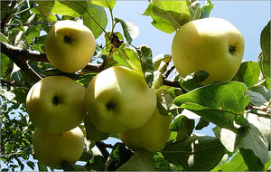 Здоровые и сочные плоды яблони