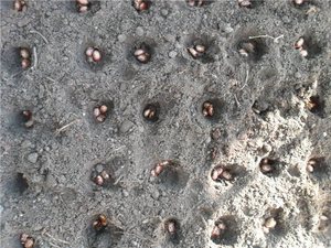 Посев семян клещевины
