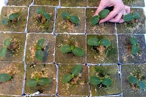 Процесс выбора семян и выращивания рассады огурцов