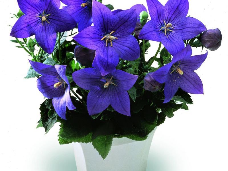 Синий цветок кампанулы