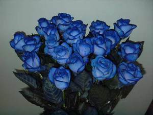 Особенности синих роз