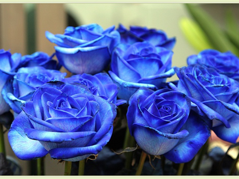 Нежные оттенки синих роз