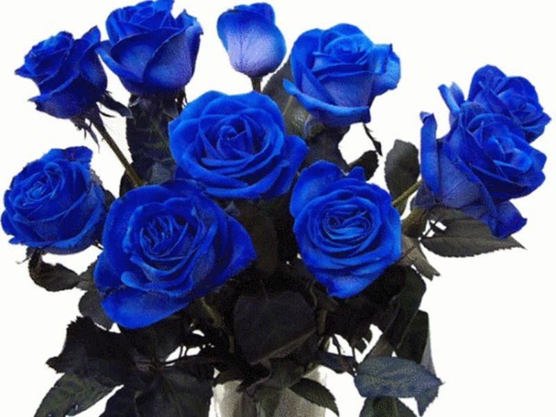 Синие розы от селекционеров
