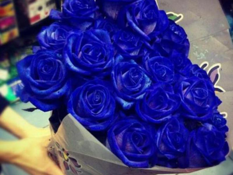 Синие розы от селекционеров