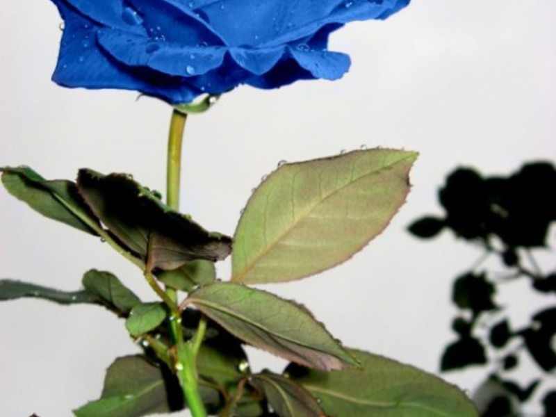 Синяя роза в гордом одиночестве