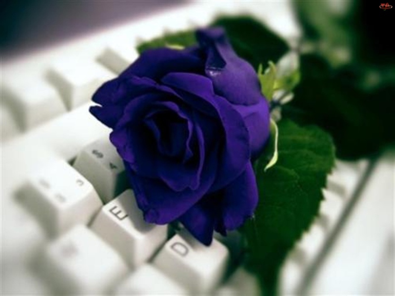 Цветок синей розы