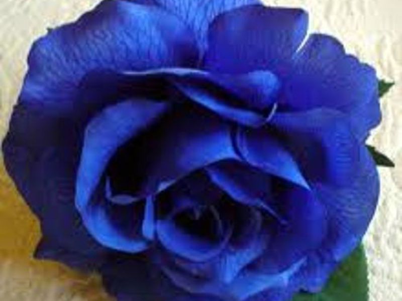 Бутон синей розы