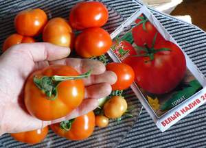 Подробное описание сортов и качеств помидор