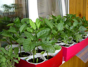 Инструкции опытных огородников для правильного выращивания рассады перца