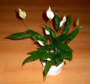 Пораженный цветок спатифиллума